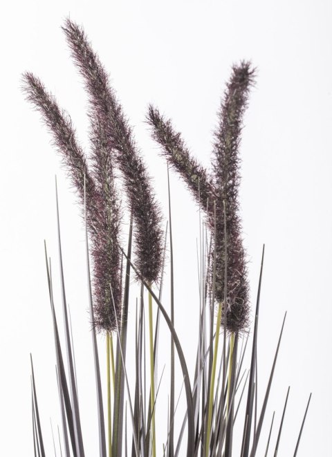 Roślina Dekoracyjna