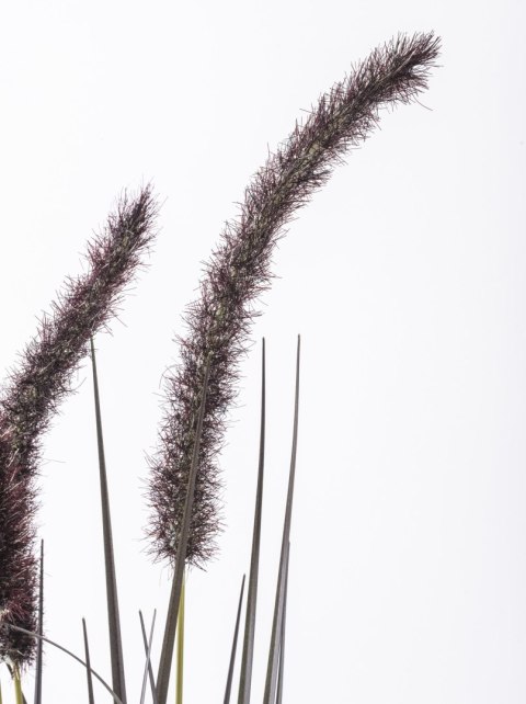 Roślina Dekoracyjna