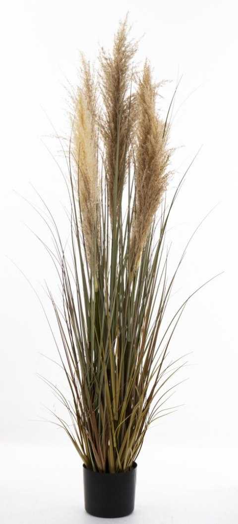 Roślina Dekoracyjna