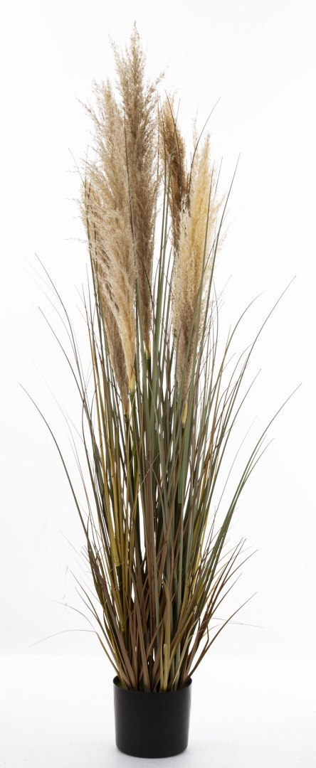 Roślina Dekoracyjna