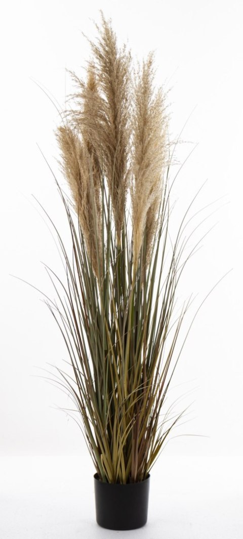 Roślina Dekoracyjna