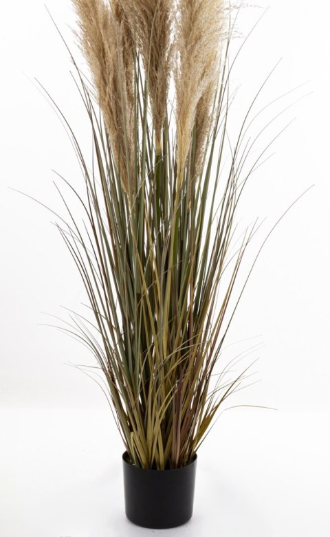 Roślina Dekoracyjna