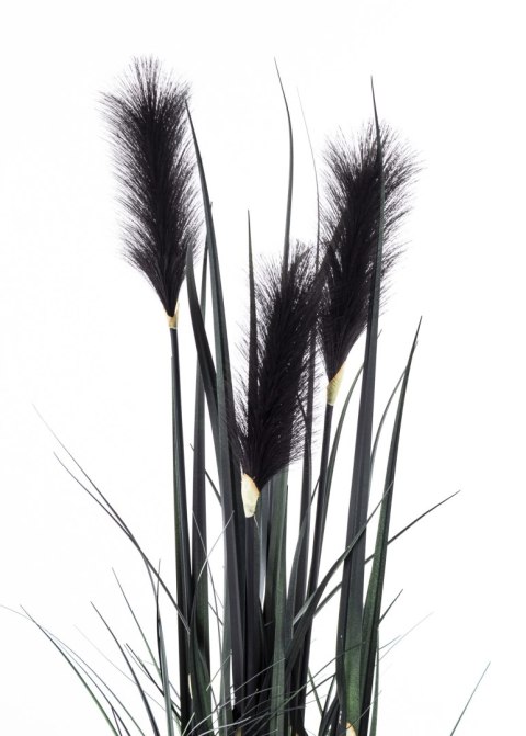 Roślina Dekoracyjna