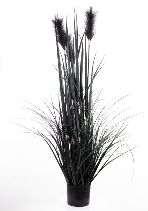 Roślina Dekoracyjna