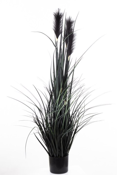 Roślina Dekoracyjna