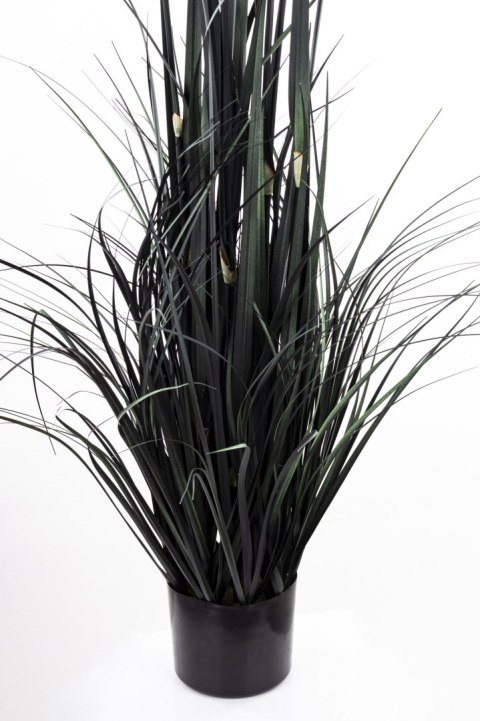 Roślina Dekoracyjna