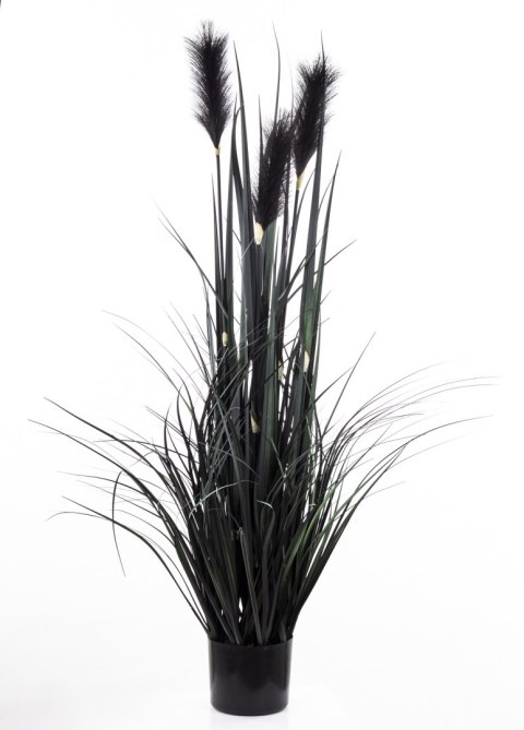 Roślina Dekoracyjna