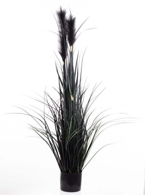 Roślina Dekoracyjna