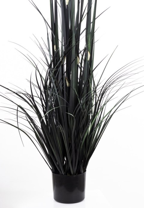 Roślina Dekoracyjna