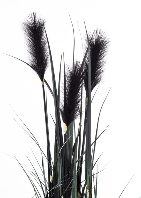 Roślina Dekoracyjna