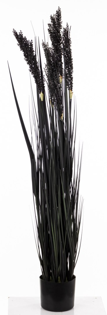 Roślina Dekoracyjna