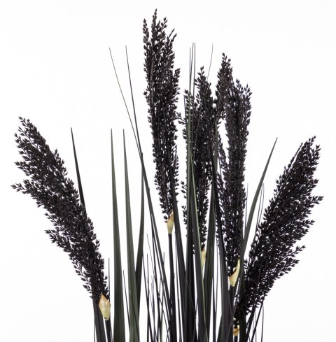 Roślina Dekoracyjna