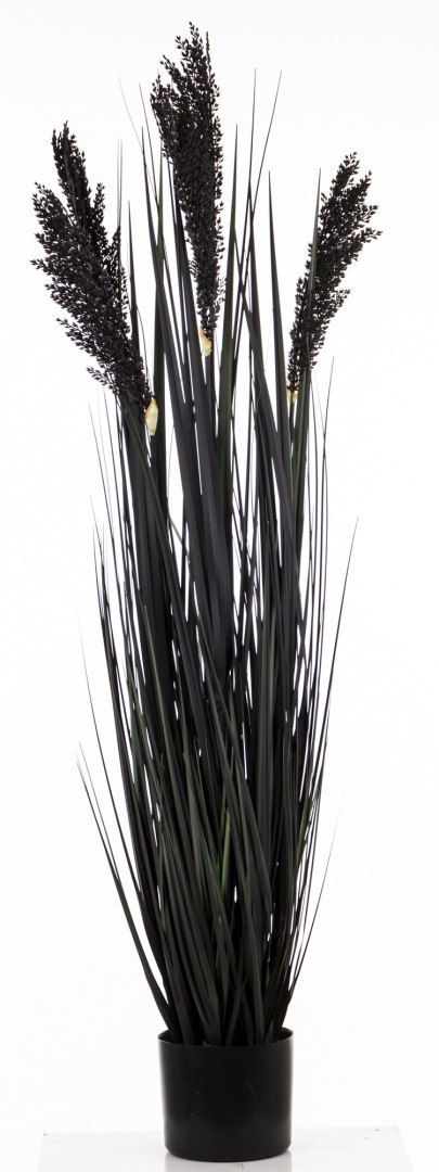 Roślina Dekoracyjna