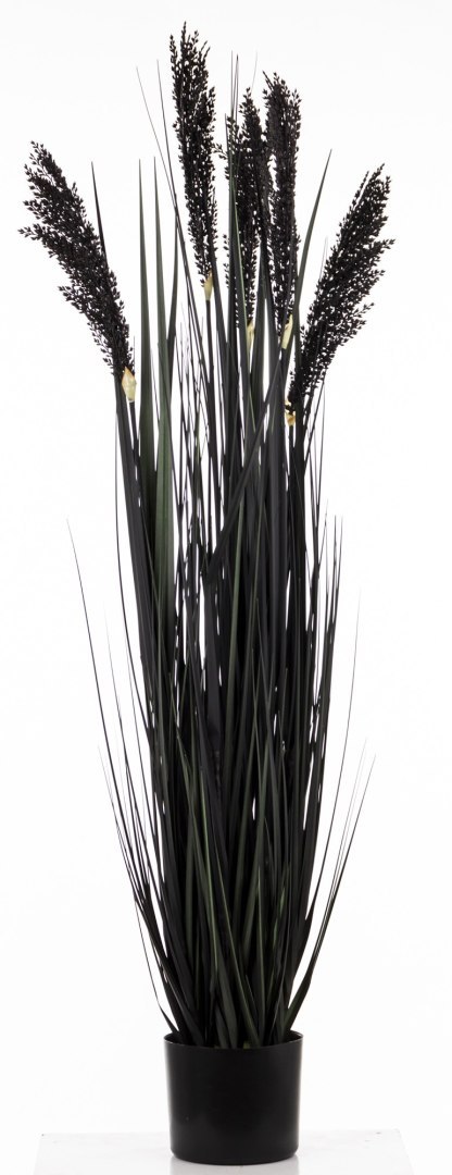 Roślina Dekoracyjna