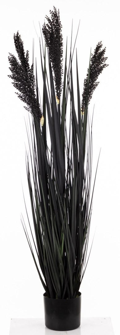 Roślina Dekoracyjna