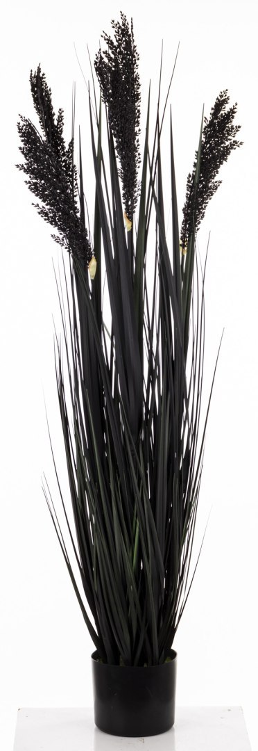 Roślina Dekoracyjna