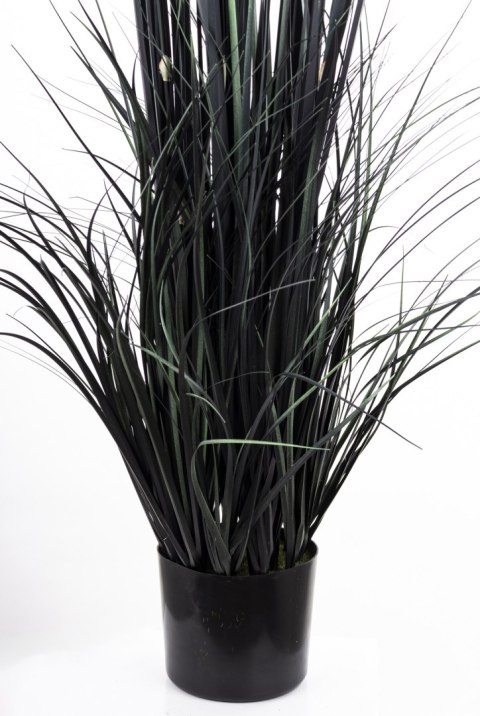 Roślina Dekoracyjna