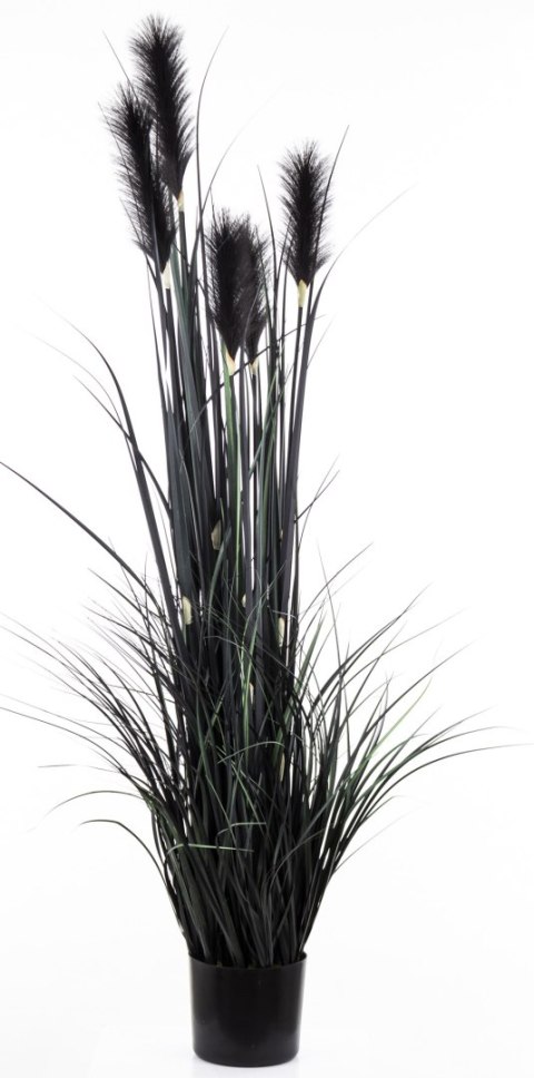 Roślina Dekoracyjna