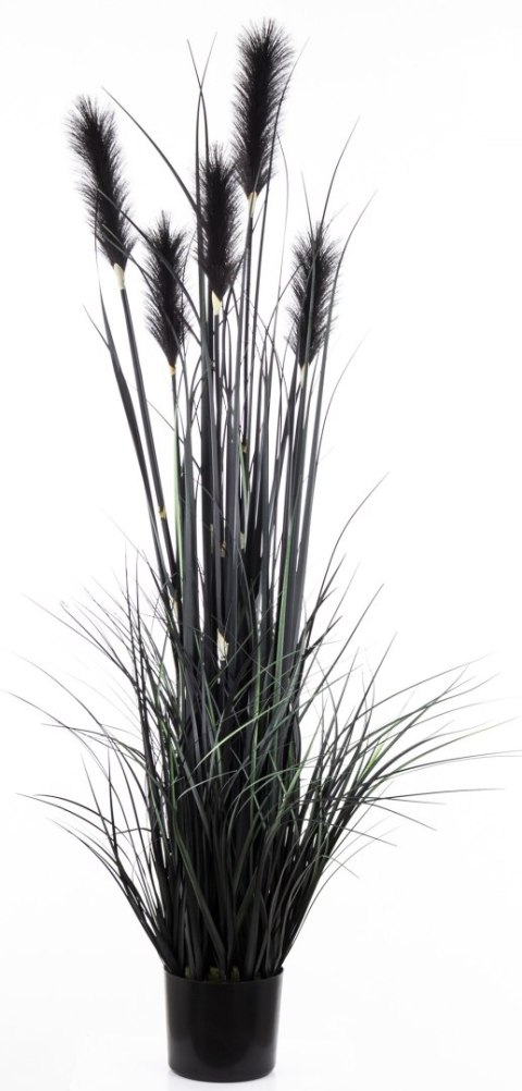 Roślina Dekoracyjna