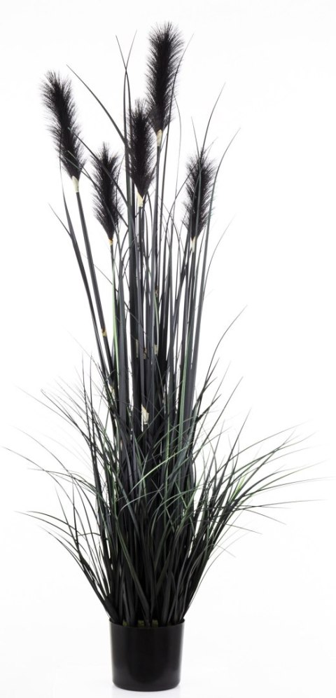 Roślina Dekoracyjna