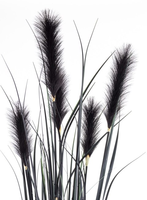 Roślina Dekoracyjna