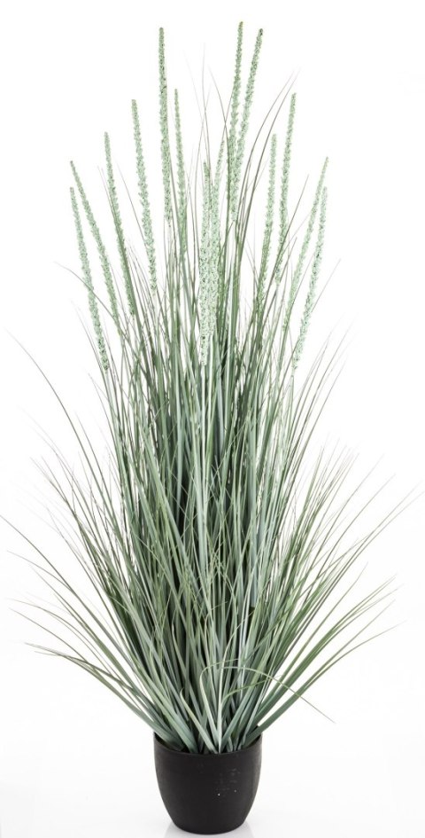 Roślina Dekoracyjna