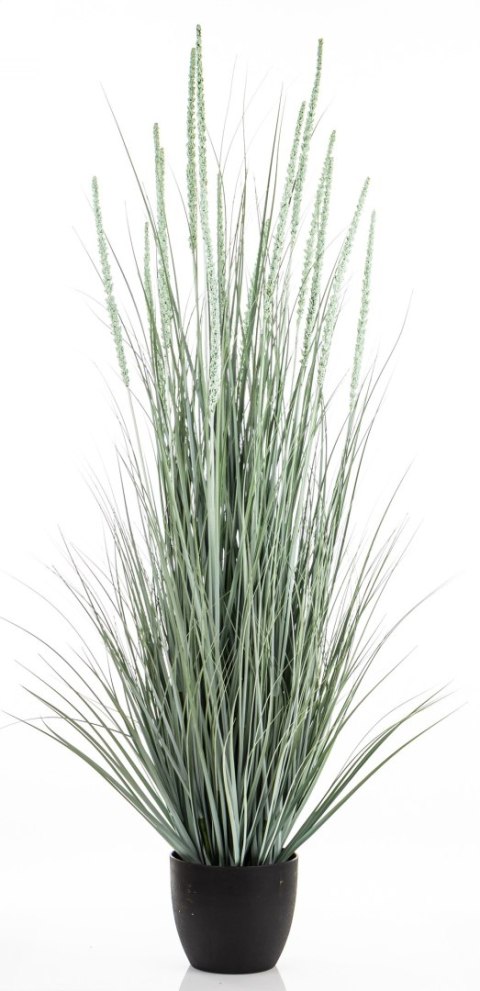 Roślina Dekoracyjna