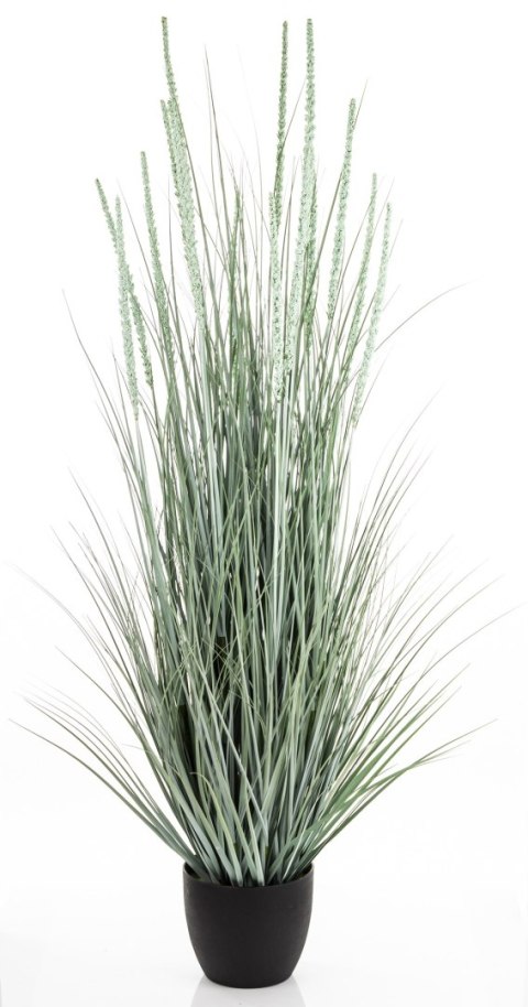 Roślina Dekoracyjna