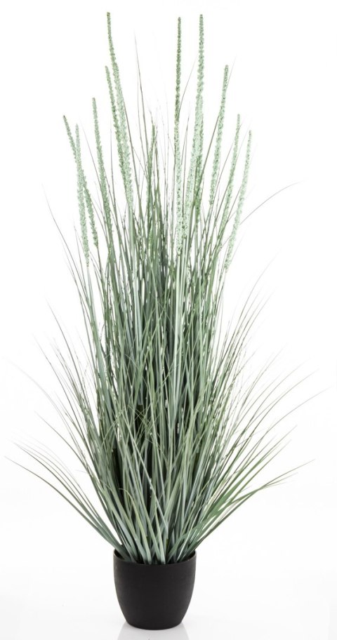 Roślina Dekoracyjna