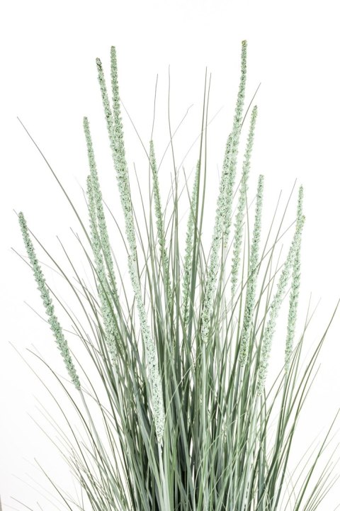 Roślina Dekoracyjna