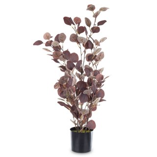 Roślina Dekoracyjna