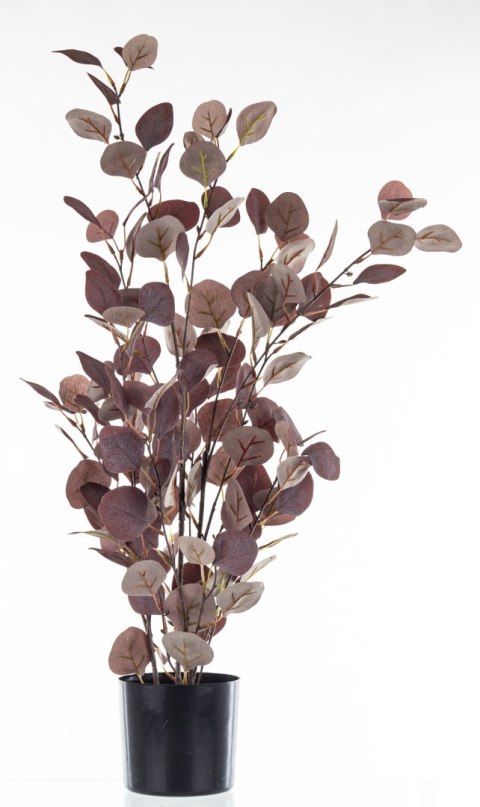 Roślina Dekoracyjna