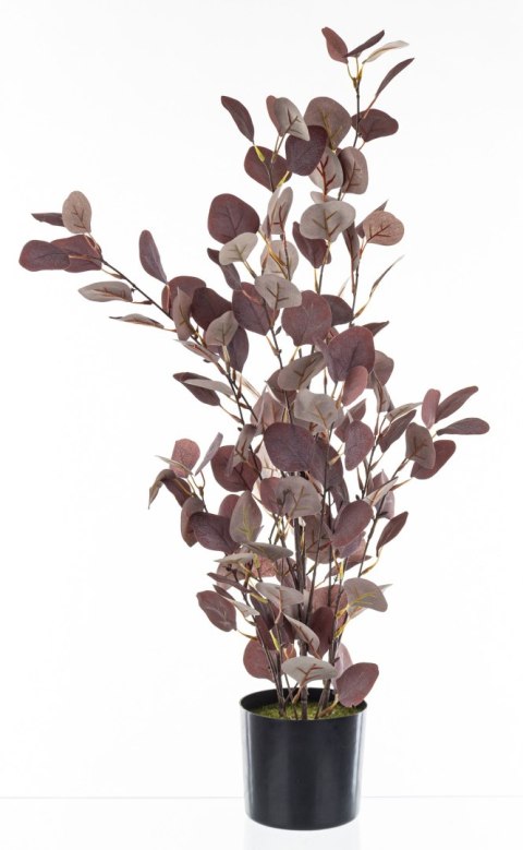 Roślina Dekoracyjna