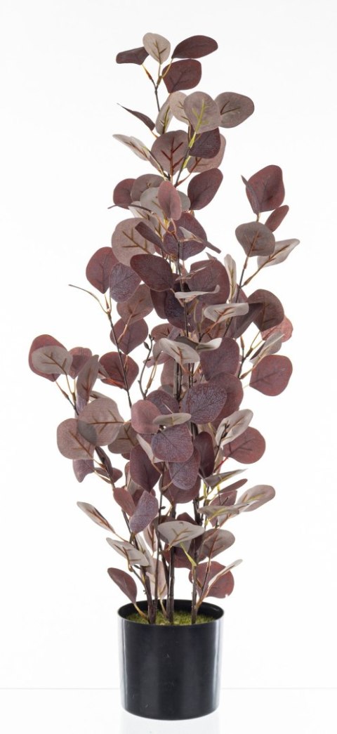 Roślina Dekoracyjna