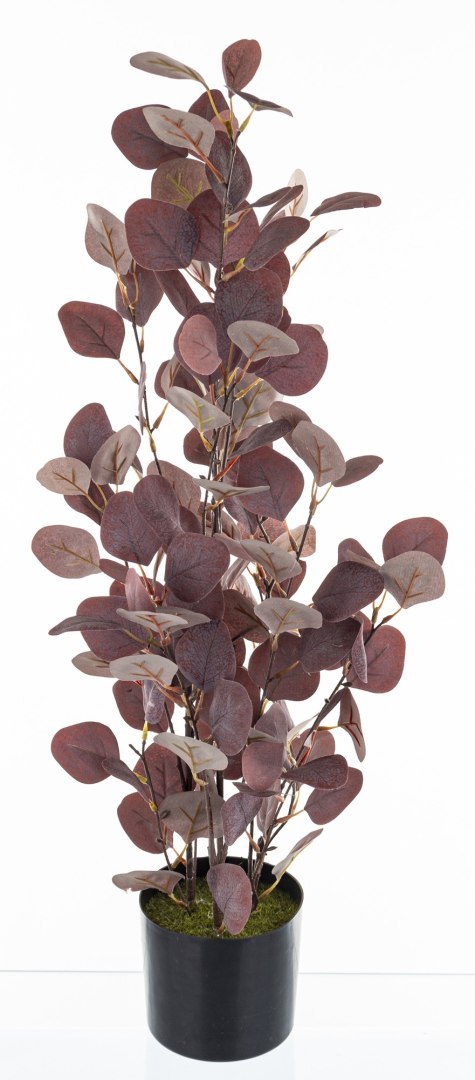 Roślina Dekoracyjna