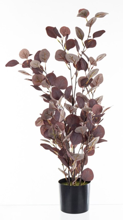 Roślina Dekoracyjna