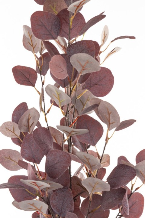 Roślina Dekoracyjna