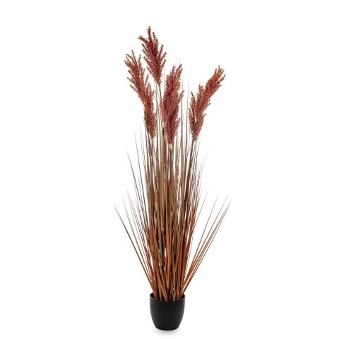 Roślina Dekoracyjna