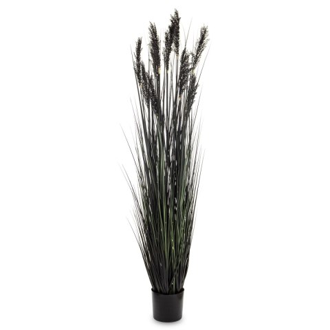 Roślina Dekoracyjna