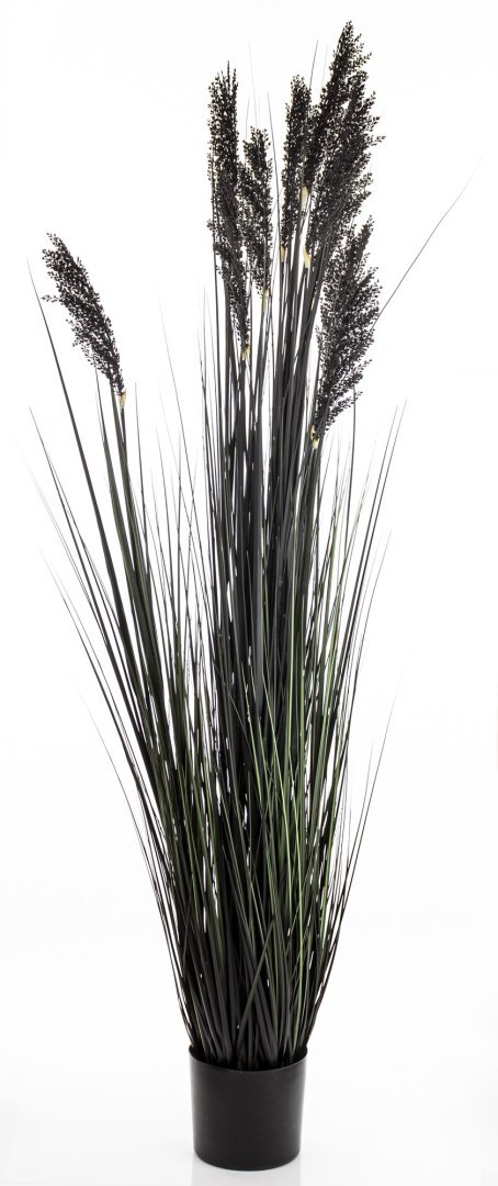 Roślina Dekoracyjna