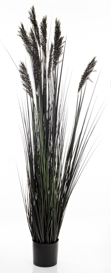 Roślina Dekoracyjna