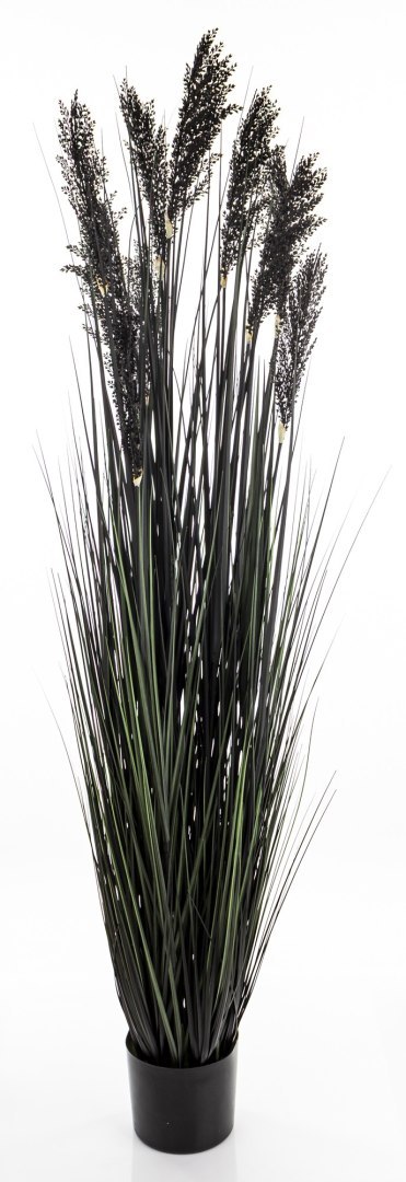 Roślina Dekoracyjna