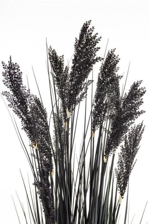 Roślina Dekoracyjna