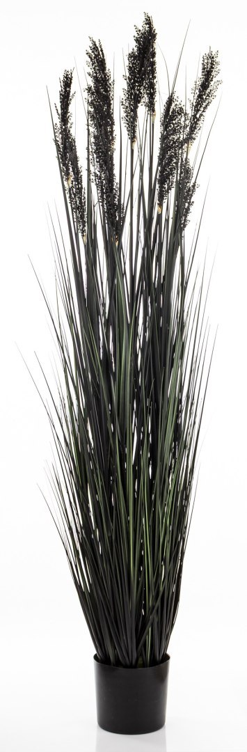 Roślina Dekoracyjna