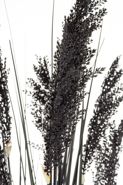 Roślina Dekoracyjna