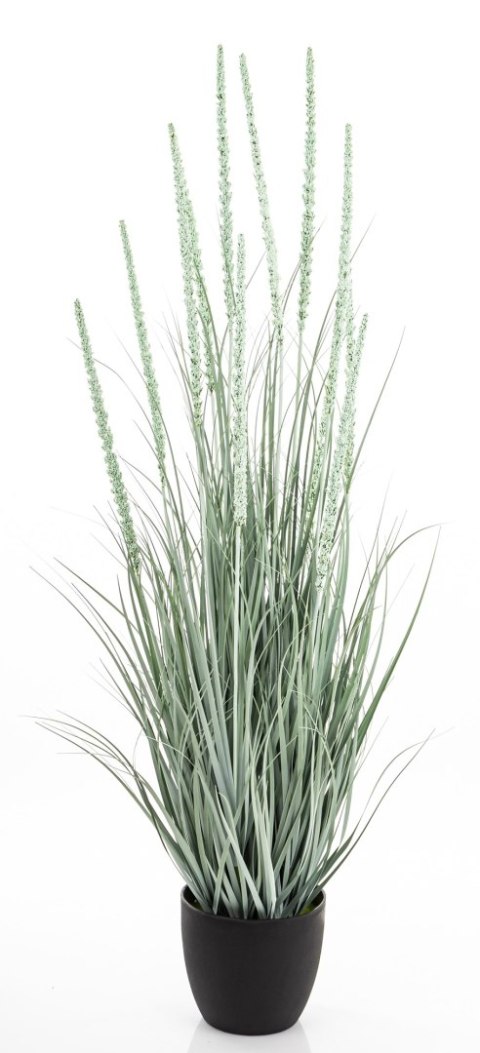 Roślina Dekoracyjna