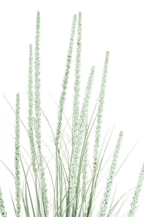 Roślina Dekoracyjna