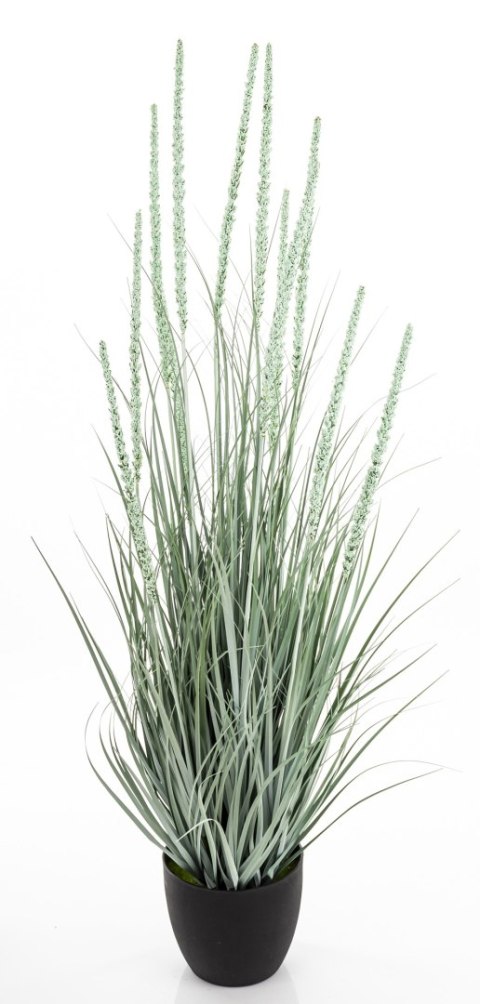 Roślina Dekoracyjna