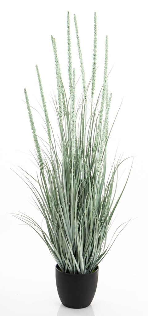 Roślina Dekoracyjna