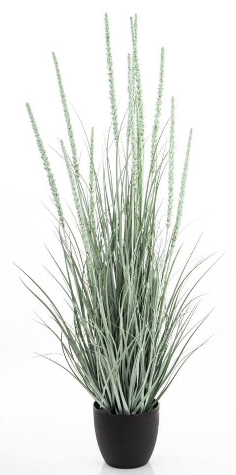 Roślina Dekoracyjna